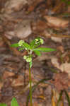 Clustered blacksnakeroot